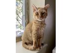 Adopt Chirp a Domestic Shorthair / Mixed cat in Whitestone, NY (38531252)