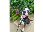 Adopt Ruse a Black Mixed Breed (Large) / Mixed dog in Cincinnati, OH (38588482)