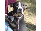 Adopt Ivan a Black - with White Pit Bull Terrier / Mixed dog in Battle Ground