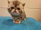 Exotic Short Haired Persian Kitty's Available