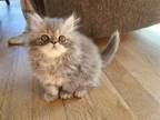 Blue Persian Kitten Available