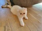 White Persian Kitten Available