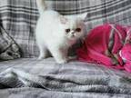 White Persian Kitten Available