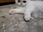 White Persian Kitten Available
