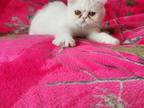 Persian Kitty's Males And Females Available