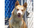 Adopt Red a Tan/Yellow/Fawn Jindo / Mixed dog in Long Beach, CA (38545018)