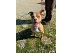 Adopt Bella a Brown/Chocolate American Pit Bull Terrier / Mixed dog in