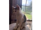Adopt Zero a Domestic Shorthair / Mixed (short coat) cat in Crocker