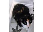 Adopt Callie a Domestic Shorthair / Mixed (short coat) cat in Chaska
