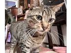 Adopt Remus a Brown Tabby American Shorthair / Mixed (short coat) cat in Newbury