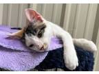 Adopt Dolly a Domestic Shorthair / Mixed (short coat) cat in St.