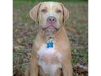 Adopt Stripe a White - with Tan, Yellow or Fawn Catahoula Leopard Dog / Mixed