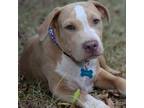 Adopt Blaze a White - with Tan, Yellow or Fawn Catahoula Leopard Dog / Mixed dog