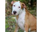 Adopt Duo a White - with Tan, Yellow or Fawn Catahoula Leopard Dog / Mixed dog