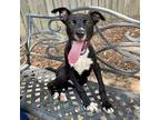 Adopt Bodelicious a Black Retriever (Unknown Type) / Mixed dog in Livingston