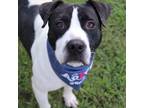 Adopt Rosa a Black Pit Bull Terrier / Mixed dog in Tuscaloosa, AL (38371175)