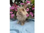 Adopt Elton a Orange Lionhead / Mixed (long coat) rabbit in Latrobe