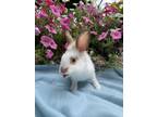 Adopt Nugget a Orange Lionhead / Mixed rabbit in Latrobe, PA (38584214)
