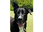 Adopt Lucky a Black - with White Shepherd (Unknown Type) / Great Pyrenees dog in