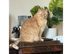 Adopt Tony Stark a Orange or Red Domestic Mediumhair / Mixed cat in Plainfield