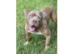 Adopt Blue a Tan/Yellow/Fawn Mixed Breed (Large) / Mixed dog in Cincinnati