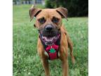 Adopt Raya 12733 a Brown/Chocolate Boxer / Mixed Breed (Medium) / Mixed dog in