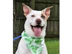 Adopt Duke (Main Campus) a White Husky / Retriever (Unknown Type) / Mixed dog in