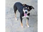 Adopt Ginny a Black Mixed Breed (Medium) / Mixed dog in Columbus, NC (38482579)