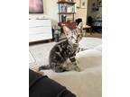 Adopt Ghost Pepper a Brown Tabby Domestic Shorthair (short coat) cat in New
