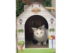 Adopt Flower Guy a White Domestic Shorthair / Domestic Shorthair / Mixed cat in