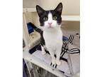 Adopt Minerva a Black & White or Tuxedo Domestic Shorthair (short coat) cat in