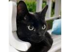 Adopt Max - Costa Mesa Location *By Appointment* a All Black Domestic Shorthair