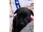 Adopt Flower Moon a Black Boxer / Labrador Retriever / Mixed dog in Beverly