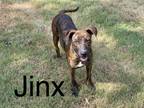 Adopt Jinx a Corgi / Mixed Breed (Medium) / Mixed dog in Athens, TX (38623246)
