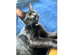 Adopt Bowtie a Black & White or Tuxedo Domestic Shorthair cat in Colmar