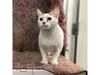 Adopt Avalon a White Domestic Shorthair / Mixed cat in Lyndhurst, VA (38357295)