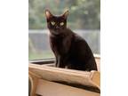 Adopt McMama a All Black Domestic Shorthair / Domestic Shorthair / Mixed cat in