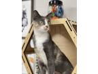 Adopt Myrtle a Gray or Blue Domestic Shorthair / Domestic Shorthair / Mixed cat