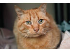 Adopt Goldie a Orange or Red Domestic Shorthair / Domestic Shorthair / Mixed cat