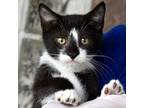 Adopt Quasimodo a All Black Domestic Shorthair / Domestic Shorthair / Mixed cat