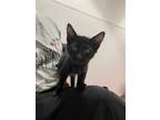 Adopt Abe a All Black Domestic Mediumhair / Domestic Shorthair / Mixed cat in