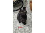 Adopt Jaspurr a All Black Domestic Shorthair / Domestic Shorthair / Mixed cat in
