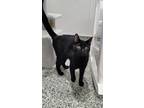 Adopt Alvin a All Black Domestic Shorthair / Domestic Shorthair / Mixed cat in