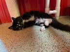 Adopt Maton a All Black Domestic Shorthair / Domestic Shorthair / Mixed cat in