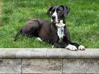Adopt Sheba a Black - with White Great Dane / Mixed dog in Boonton