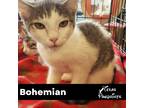 Adopt Bohemian a Gray, Blue or Silver Tabby Tabby (short coat) cat in Dallas