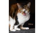 Adopt Silvie (Roo) a Domestic Shorthair / Mixed (short coat) cat in San Jacinto