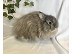 Adopt Fee Fee a Jersey Wooly rabbit in Mattawan, MI (38623110)