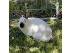 Adopt Joel a Californian rabbit in Mattawan, MI (38623088)