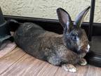 Adopt Larceny a Other/Unknown rabbit in Mattawan, MI (38623085)